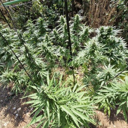 Master Kush Outdoor
