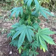 Master Kush Outdoor