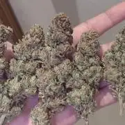 Runtz X Layer Cake - Outdoor 2025