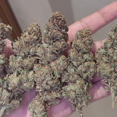 Runtz X Layer Cake - Outdoor 2025