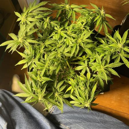 Cherry pie automatic