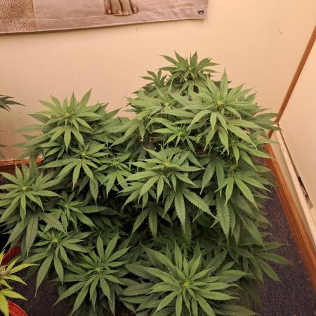 Willy1169auto