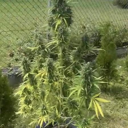 Grow 2k26 „only autos outdoor“