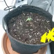 Hnnyhmp Testgrow
