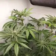 Red Lemonade (RS11×SuperLemonHaze)