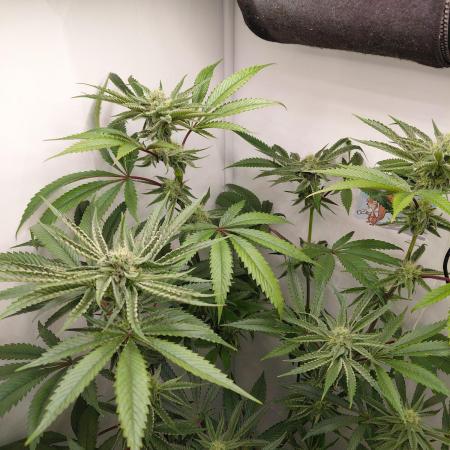 Red Lemonade (RS11×SuperLemonHaze)