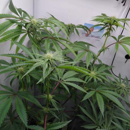 Red Lemonade (RS11×SuperLemonHaze)