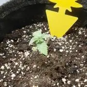 Hnnyhmp Testgrow 2x Nordic Hammer 💚