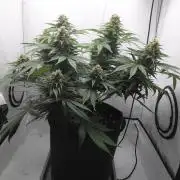 Gorilla Kush Fast Ganjafarmer