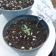 Platinum x Black Cherry Punch