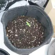 Forbidden Fruit + Blue Zushi