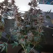 Hnnyhmp Testgrow 2x Nordic Hammer 💚