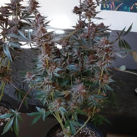 Hnnyhmp Testgrow 2x Nordic Hammer 💚