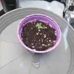 Red Lemonade (RS11×SuperLemonHaze)