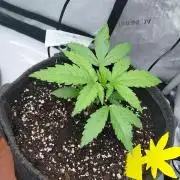 Hnnyhmp Testgrow