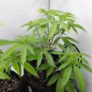 Red Lemonade (RS11×SuperLemonHaze)