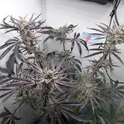 Red Lemonade (RS11×SuperLemonHaze)