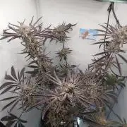 Red Lemonade (RS11×SuperLemonHaze)