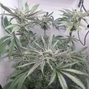 Red Lemonade (RS11×SuperLemonHaze)