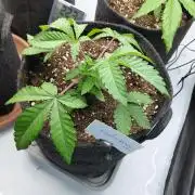 Hnnyhmp Testgrow 2x Nordic Hammer 💚