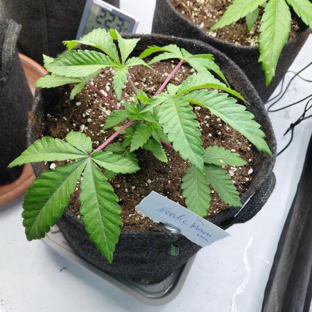 Hnnyhmp Testgrow 2x Nordic Hammer 💚