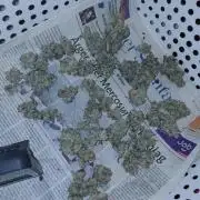 Red Lemonade (RS11×SuperLemonHaze)