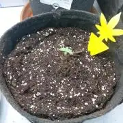 Hnnyhmp Testgrow 2x Nordic Hammer 💚