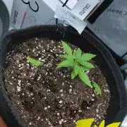 Hnnyhmp Testgrow