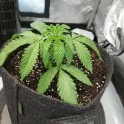 Red Lemonade (RS11×SuperLemonHaze)