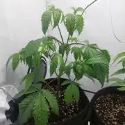 Red Lemonade (RS11×SuperLemonHaze)