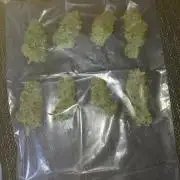 Gorilla Kush Fast Ganjafarmer