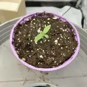 2x Cereal Milk Seed Supplier