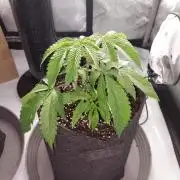 Red Lemonade (RS11×SuperLemonHaze)