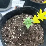 Hnnyhmp Testgrow 2x Nordic Hammer 💚