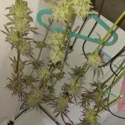 Red Lemonade (RS11×SuperLemonHaze)