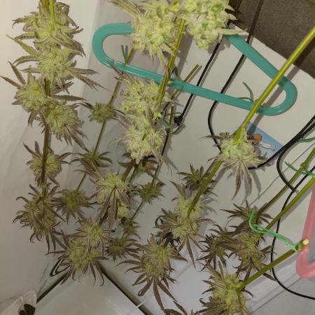 Red Lemonade (RS11×SuperLemonHaze)