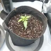 Red Lemonade (RS11×SuperLemonHaze)