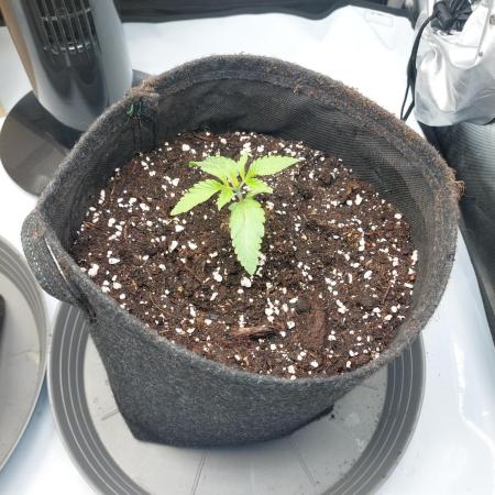 Red Lemonade (RS11×SuperLemonHaze)