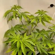 Red Lemonade (RS11×SuperLemonHaze)