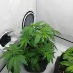 Poison Envy