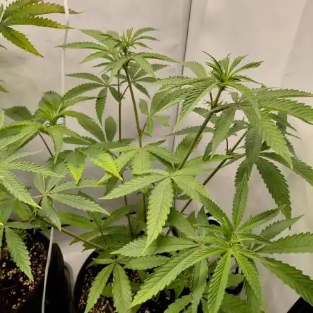 Red Lemonade (RS11×SuperLemonHaze)