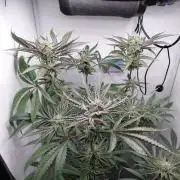 Red Lemonade (RS11×SuperLemonHaze)