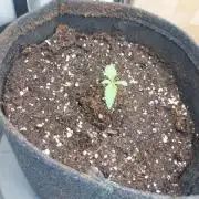 Red Lemonade (RS11×SuperLemonHaze)