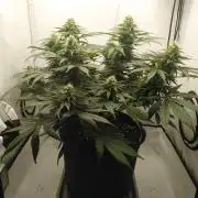 Gorilla Kush Fast Ganjafarmer