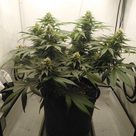 Gorilla Kush Fast Ganjafarmer