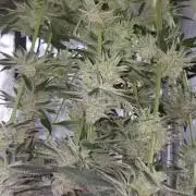 Hnnyhmp Testgrow TB + OM 💚🌱