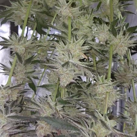Hnnyhmp Testgrow TB + OM 💚🌱