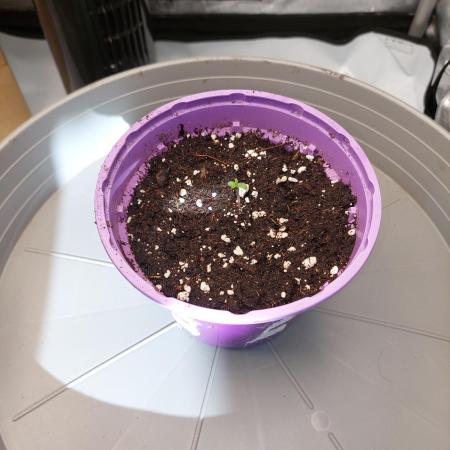 Red Lemonade (RS11×SuperLemonHaze)