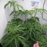 Red Lemonade (RS11×SuperLemonHaze)