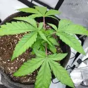 Hnnyhmp Testgrow
